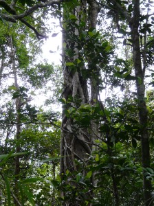 These vines surround the host tree and consume it