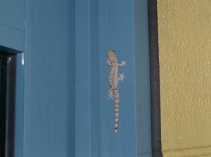 We saw at least one gecko a day on Fitzroy Island!