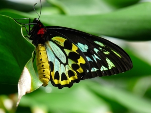 The Butterfly Sanctuary in Kuranda was definitely time well spent :)